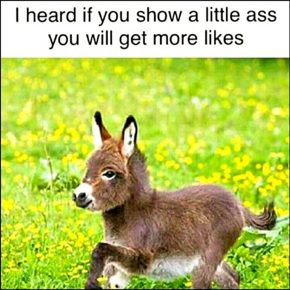 Meet your Posher, Buffy - Picture 9 of 9